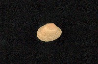 藏品(小眼花簾蛤)的圖片